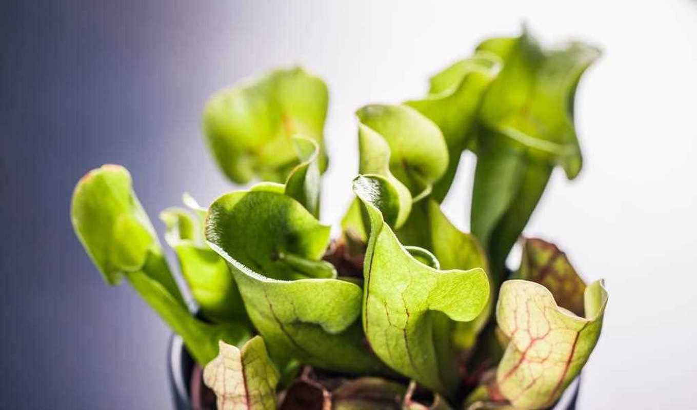 瓶子草怎么养，瓶子草怎么养视频？-第2张图片-优品飞百科