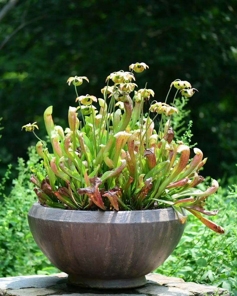 瓶子草怎么养，瓶子草怎么养视频？-第4张图片-优品飞百科