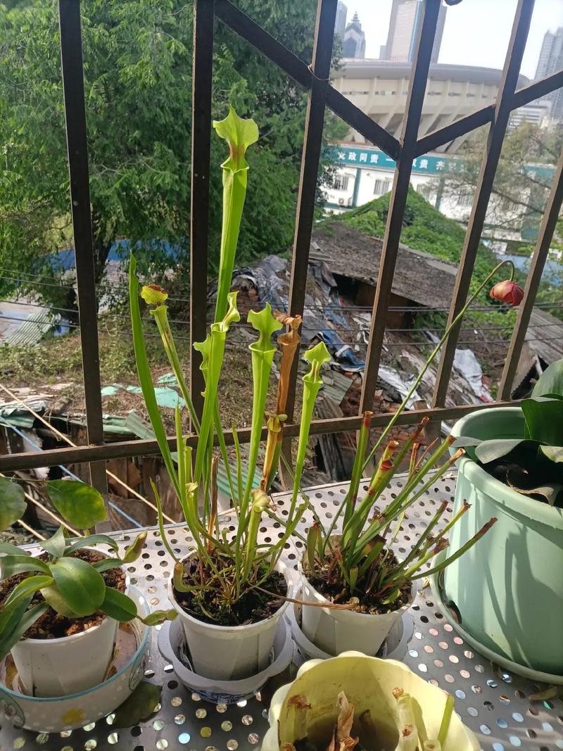 瓶子草怎么养，瓶子草怎么养视频？-第5张图片-优品飞百科