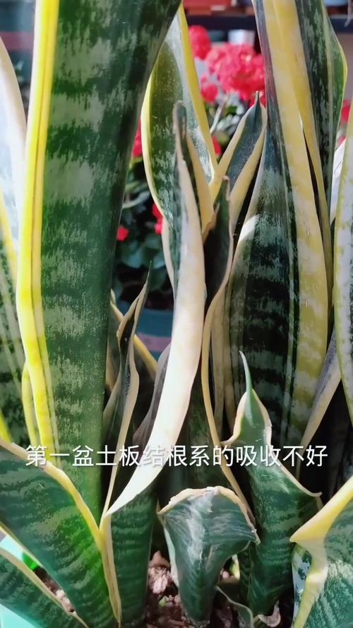 虎皮兰15天喝点“黄水”，虎皮兰喝糖水吗？