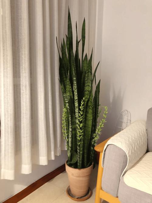 虎皮兰15天喝点“黄水”，虎皮兰喝糖水吗？-第2张图片-优品飞百科