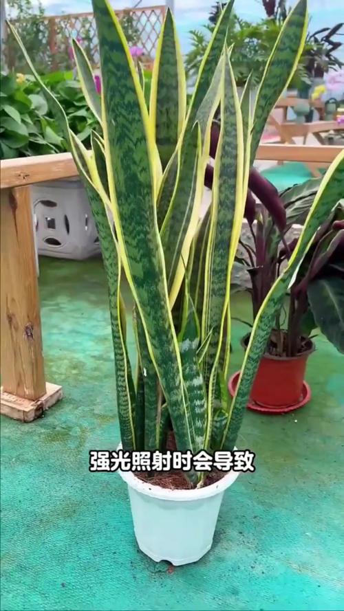 虎皮兰15天喝点“黄水”，虎皮兰喝糖水吗？-第3张图片-优品飞百科