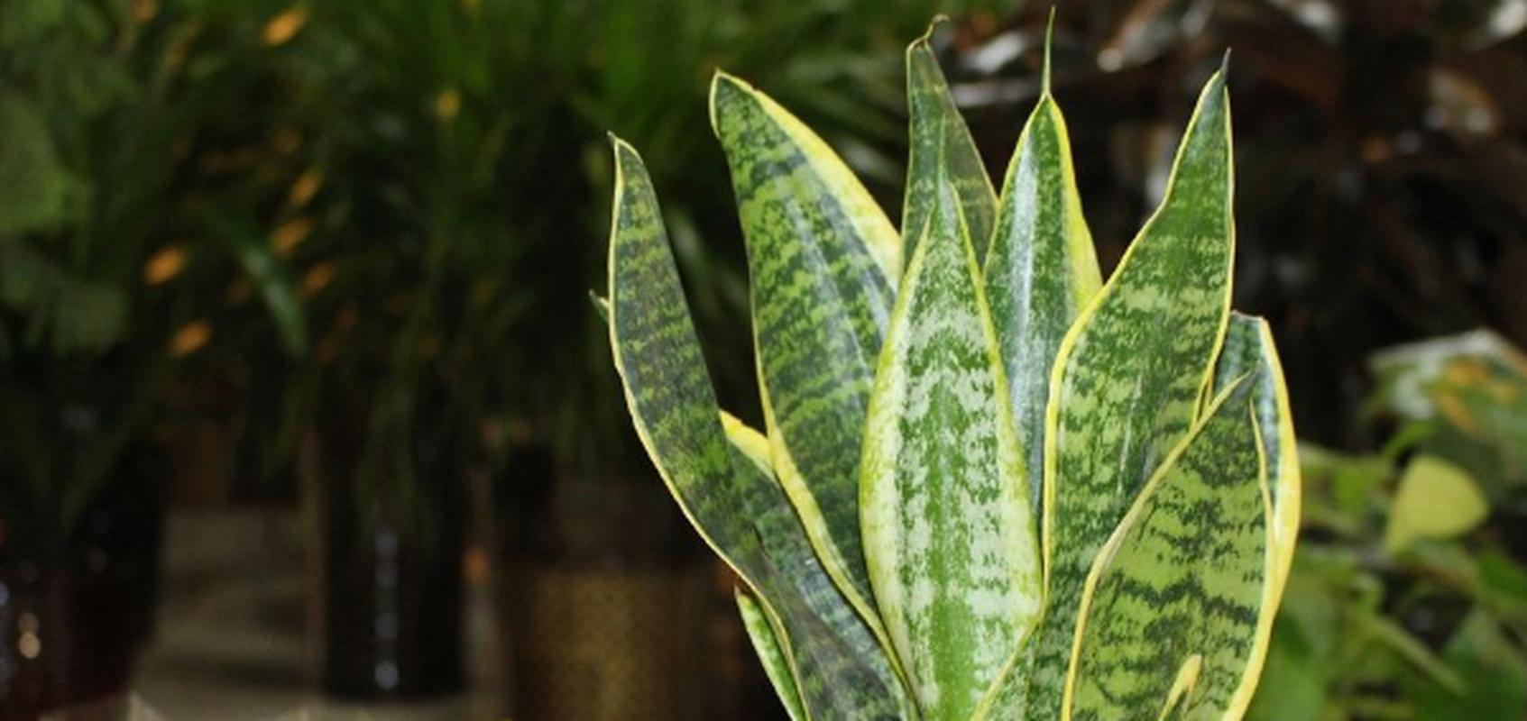 虎皮兰15天喝点“黄水”，虎皮兰喝糖水吗？-第4张图片-优品飞百科