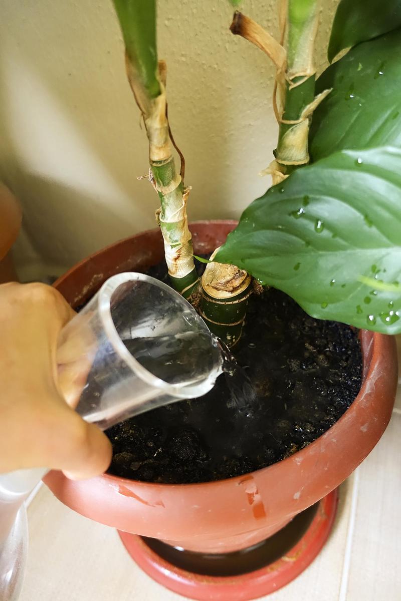 大型发财树剪枝怎么剪,大的发财树怎么剪枝?-第3张图片-优品飞百科 大型发财树剪枝怎么剪,大的发财树怎么剪枝?-第3张图片-优品飞百科