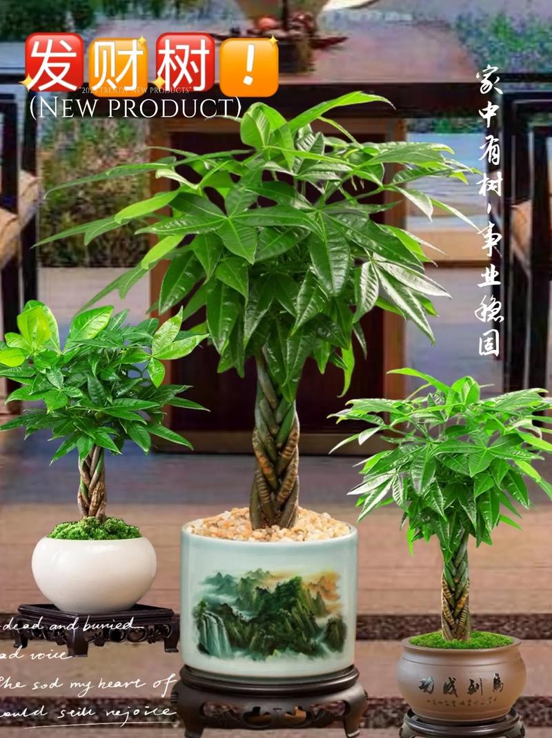 大型发财树剪枝怎么剪,大的发财树怎么剪枝?-第6张图片-优品飞百科 大型发财树剪枝怎么剪,大的发财树怎么剪枝?-第6张图片-优品飞百科