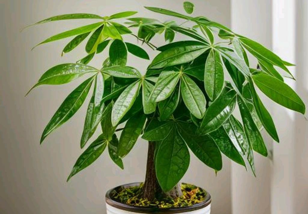 大型发财树剪枝怎么剪,大的发财树怎么剪枝?-第7张图片-优品飞百科 大型发财树剪枝怎么剪,大的发财树怎么剪枝?-第7张图片-优品飞百科