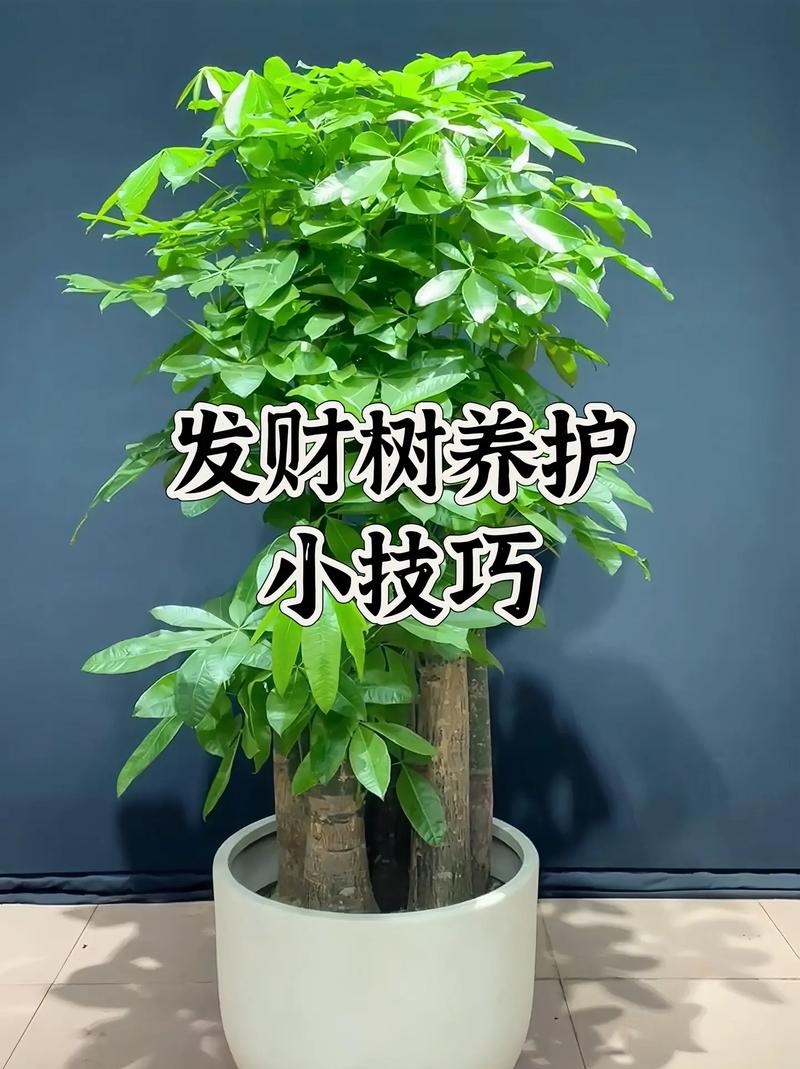 迷你发财树多少时间浇次水，发财树多长时间浇一次水 视频