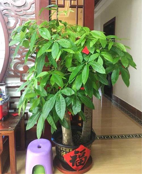 迷你发财树多少时间浇次水，发财树多长时间浇一次水 视频-第2张图片-优品飞百科