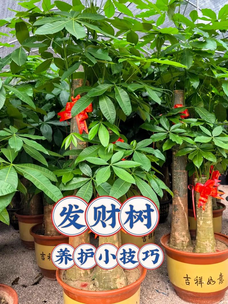 迷你发财树多少时间浇次水，发财树多长时间浇一次水 视频-第4张图片-优品飞百科