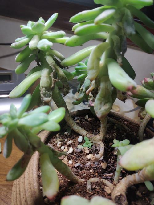 迷你发财树多少时间浇次水，发财树多长时间浇一次水 视频-第5张图片-优品飞百科