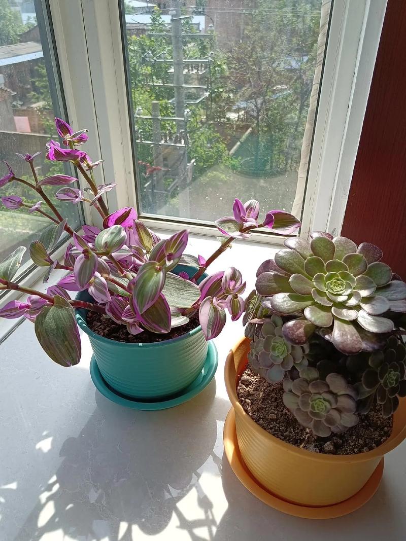 小美女多肉怎么养，多肉妹子