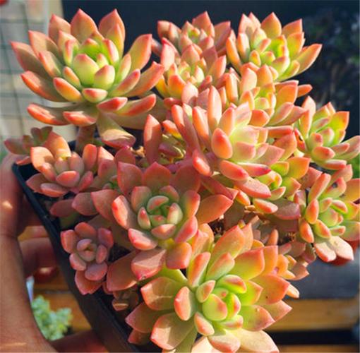 小美女多肉怎么养，多肉妹子-第2张图片-优品飞百科