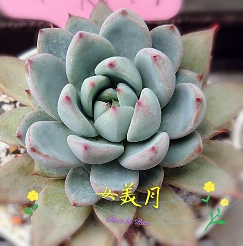 小美女多肉怎么养，多肉妹子-第3张图片-优品飞百科