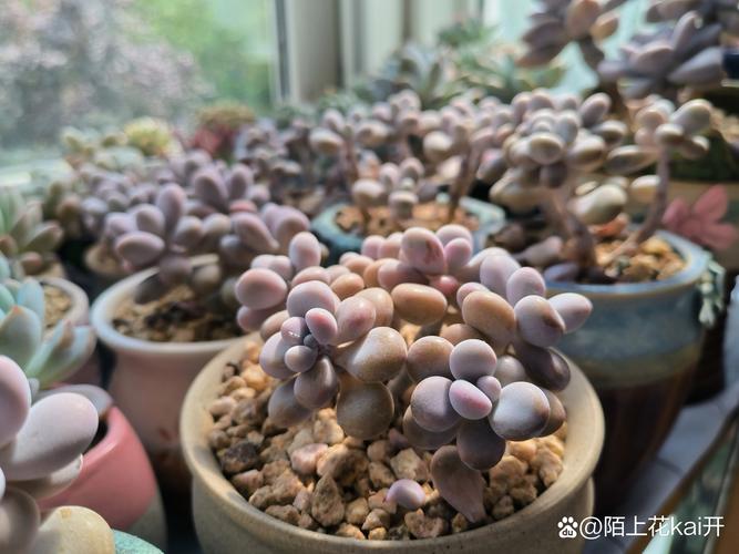 小美女多肉怎么养，多肉妹子-第5张图片-优品飞百科