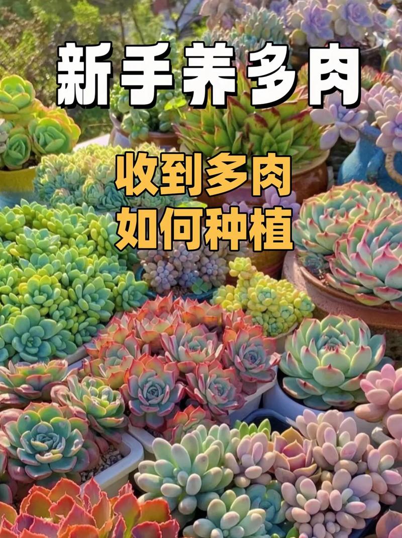 小美女多肉怎么养，多肉妹子-第6张图片-优品飞百科