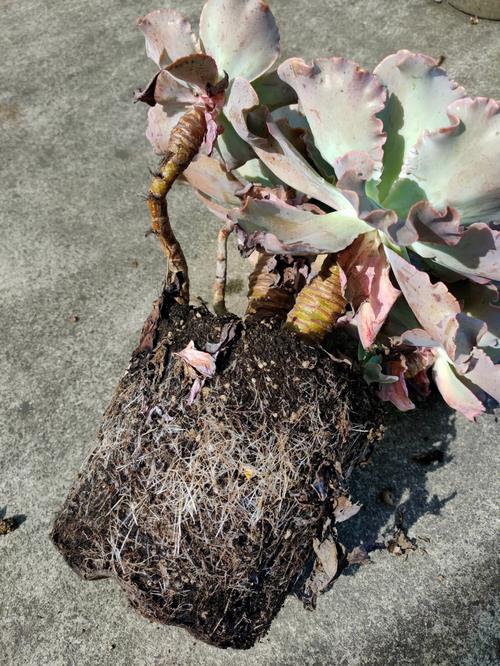 高砂之翁的养殖方法？高沙之翁养殖方法？-第2张图片-优品飞百科