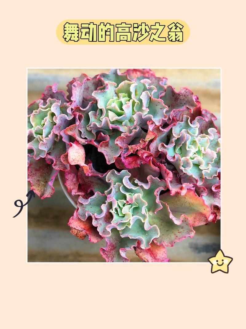 高砂之翁的养殖方法？高沙之翁养殖方法？-第3张图片-优品飞百科