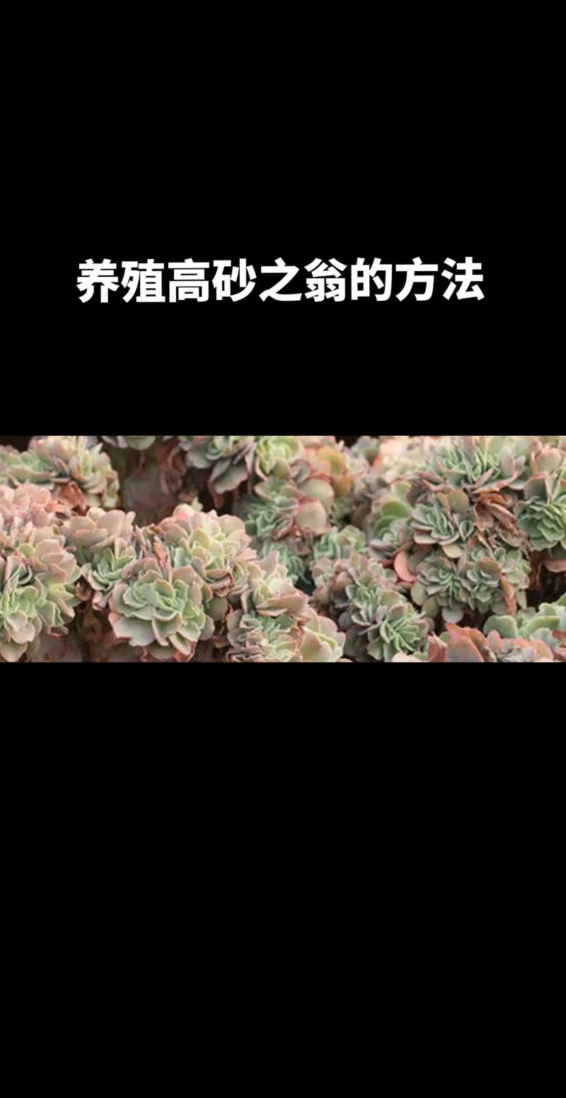 高砂之翁的养殖方法？高沙之翁养殖方法？-第4张图片-优品飞百科