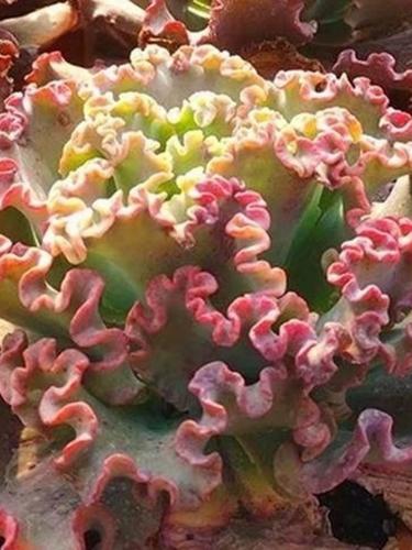 高砂之翁的养殖方法？高沙之翁养殖方法？-第5张图片-优品飞百科