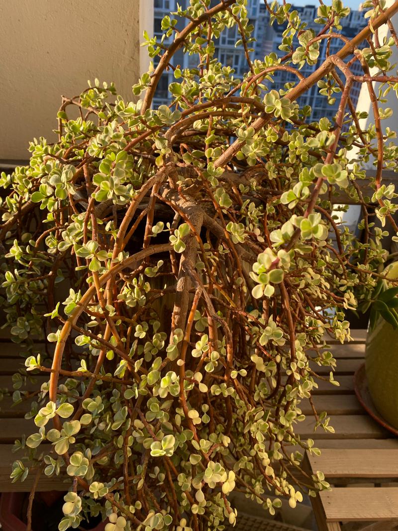 雅乐之舞用什么修剪？雅乐之舞怎样修剪让它长得更好？