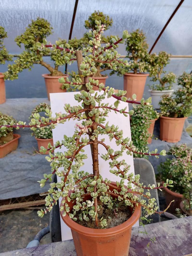 雅乐之舞用什么修剪？雅乐之舞怎样修剪让它长得更好？-第4张图片-优品飞百科