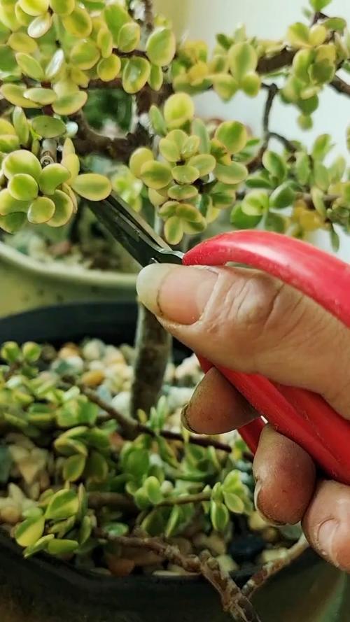 雅乐之舞用什么修剪？雅乐之舞怎样修剪让它长得更好？-第6张图片-优品飞百科