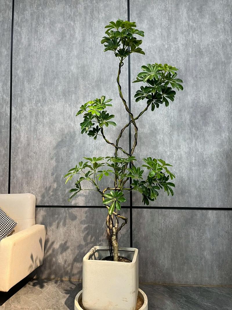 鸭掌木长多高打头好，鸭掌木长多高掐头？