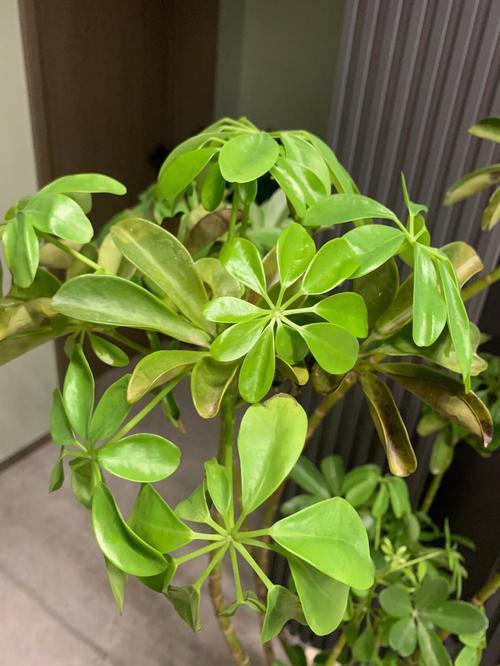 鸭掌木长多高打头好，鸭掌木长多高掐头？-第2张图片-优品飞百科