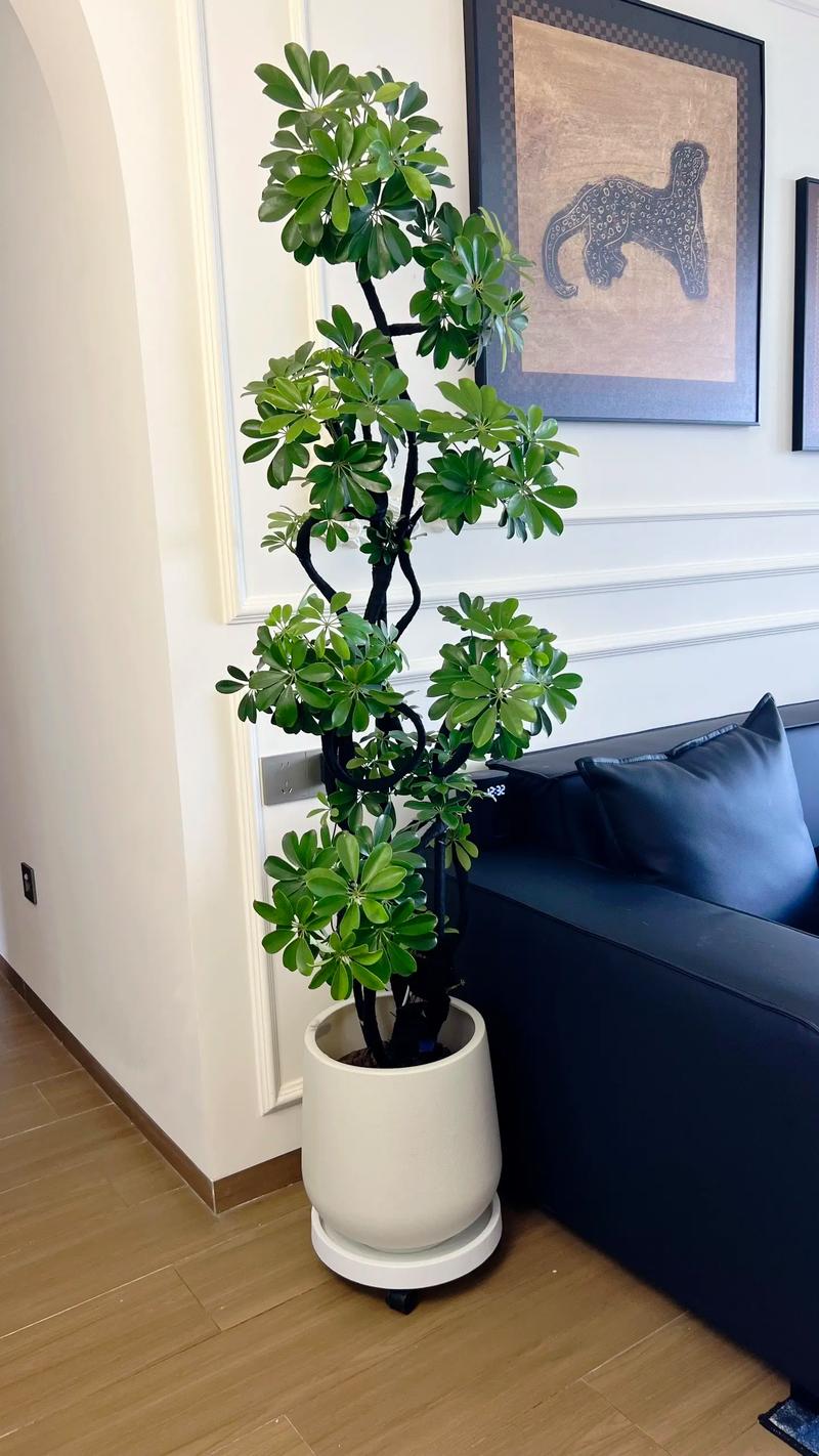 鸭掌木长多高打头好，鸭掌木长多高掐头？-第3张图片-优品飞百科