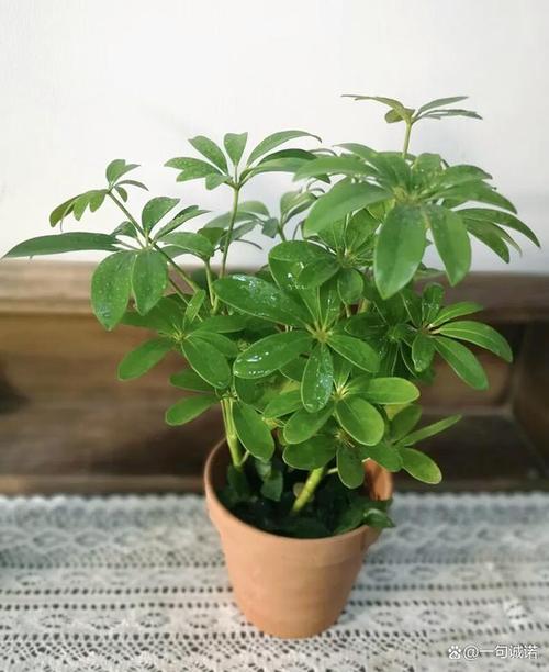 鸭掌木长多高打头好，鸭掌木长多高掐头？-第4张图片-优品飞百科