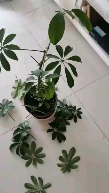 鸭掌木长多高打头好，鸭掌木长多高掐头？-第5张图片-优品飞百科