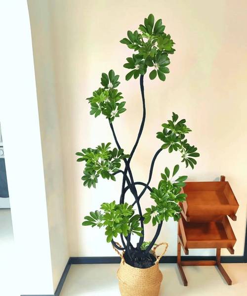 鸭掌木长多高打头好，鸭掌木长多高掐头？-第6张图片-优品飞百科