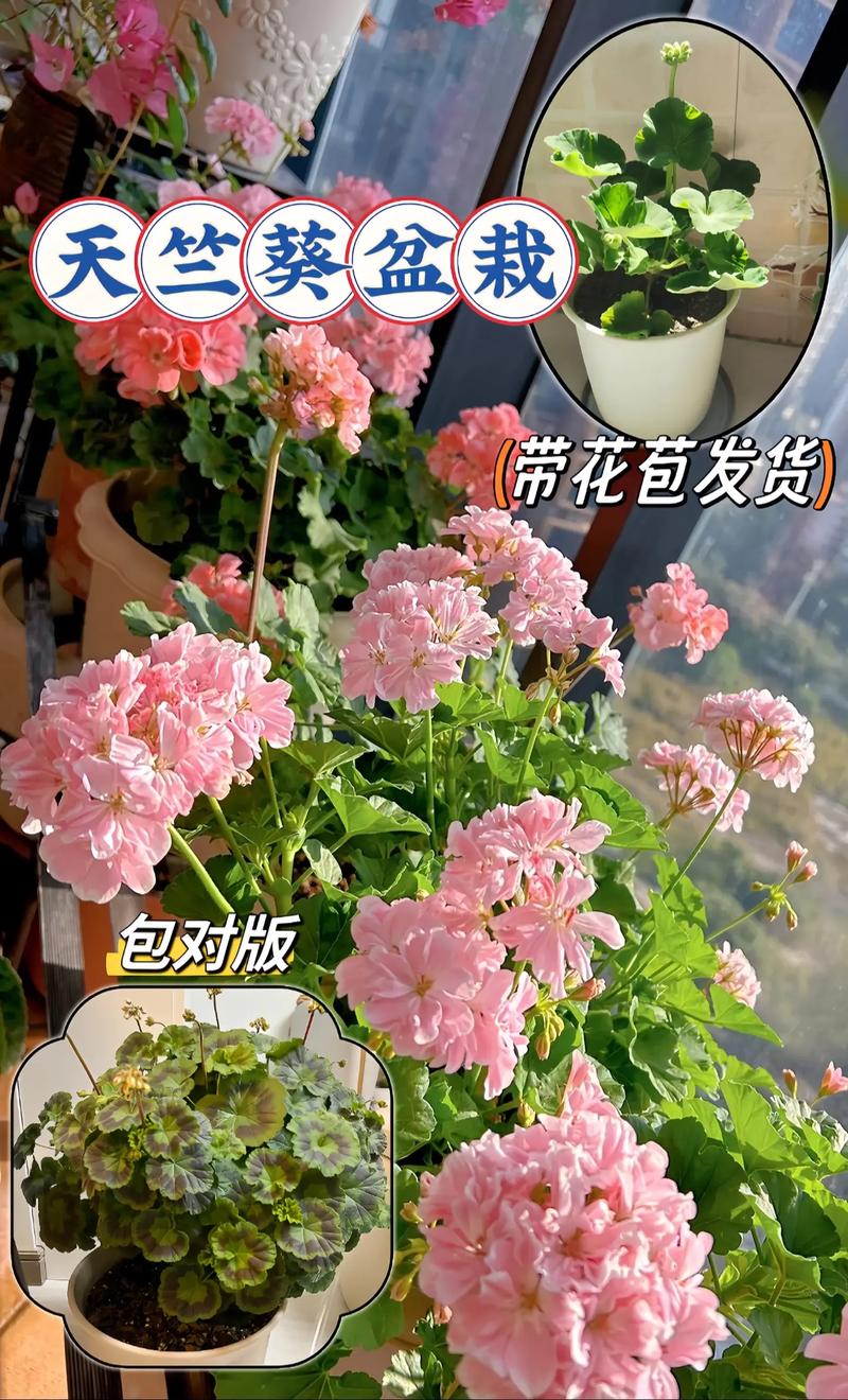 天竺葵开花后怎么修剪，天竺葵开花后如何修剪？