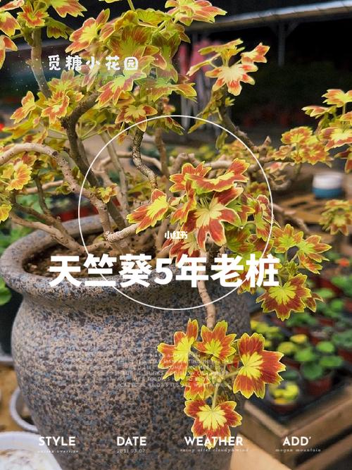 天竺葵开花后怎么修剪，天竺葵开花后如何修剪？-第3张图片-优品飞百科