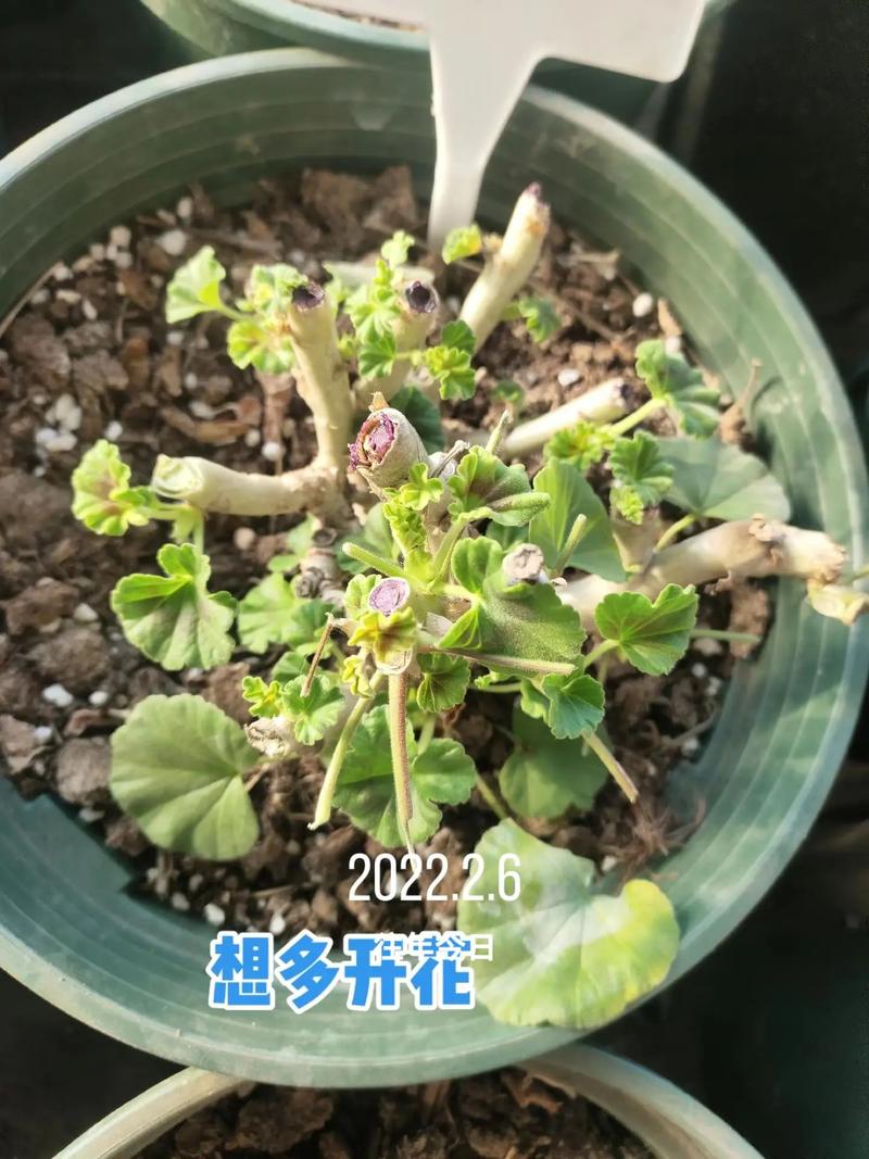 天竺葵开花后怎么修剪，天竺葵开花后如何修剪？-第4张图片-优品飞百科