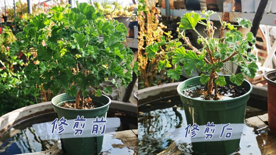 天竺葵开花后怎么修剪，天竺葵开花后如何修剪？-第5张图片-优品飞百科