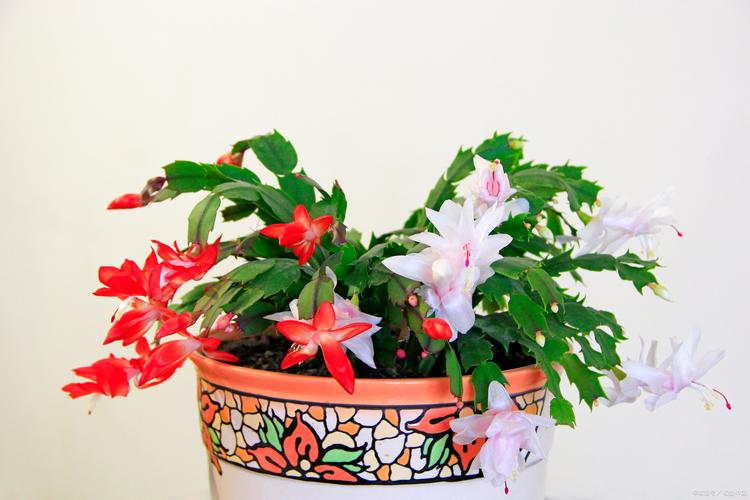 蟹爪兰怎么养，刚买的蟹爪兰怎么养