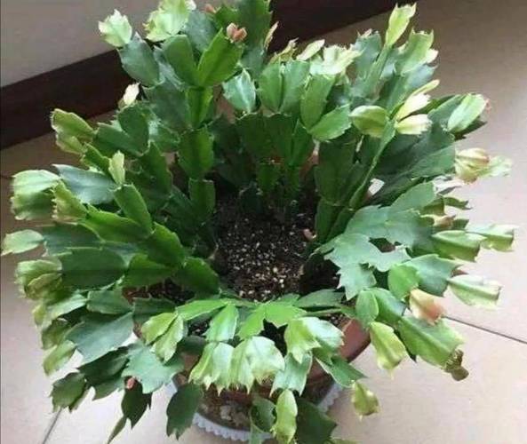 蟹爪兰怎么养，刚买的蟹爪兰怎么养-第2张图片-优品飞百科