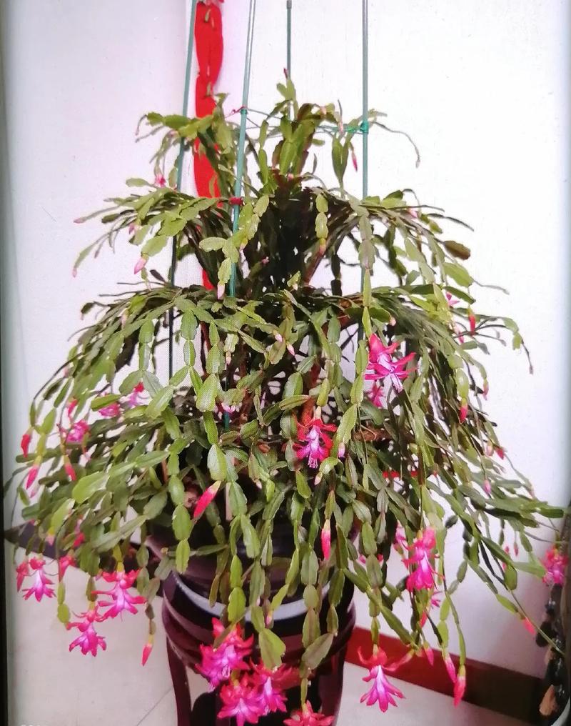 蟹爪兰怎么养，刚买的蟹爪兰怎么养-第4张图片-优品飞百科