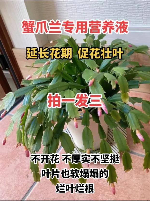 蟹爪兰怎么养，刚买的蟹爪兰怎么养-第5张图片-优品飞百科