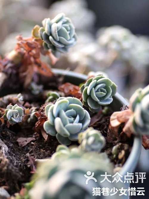 新买的蓝石莲怎么养，新买的蓝石莲怎么养殖