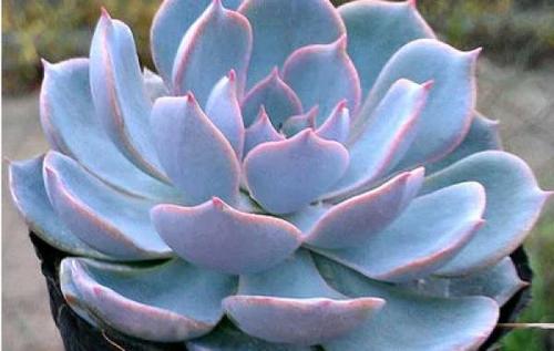 新买的蓝石莲怎么养，新买的蓝石莲怎么养殖-第2张图片-优品飞百科