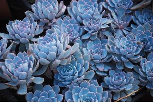 新买的蓝石莲怎么养，新买的蓝石莲怎么养殖-第3张图片-优品飞百科