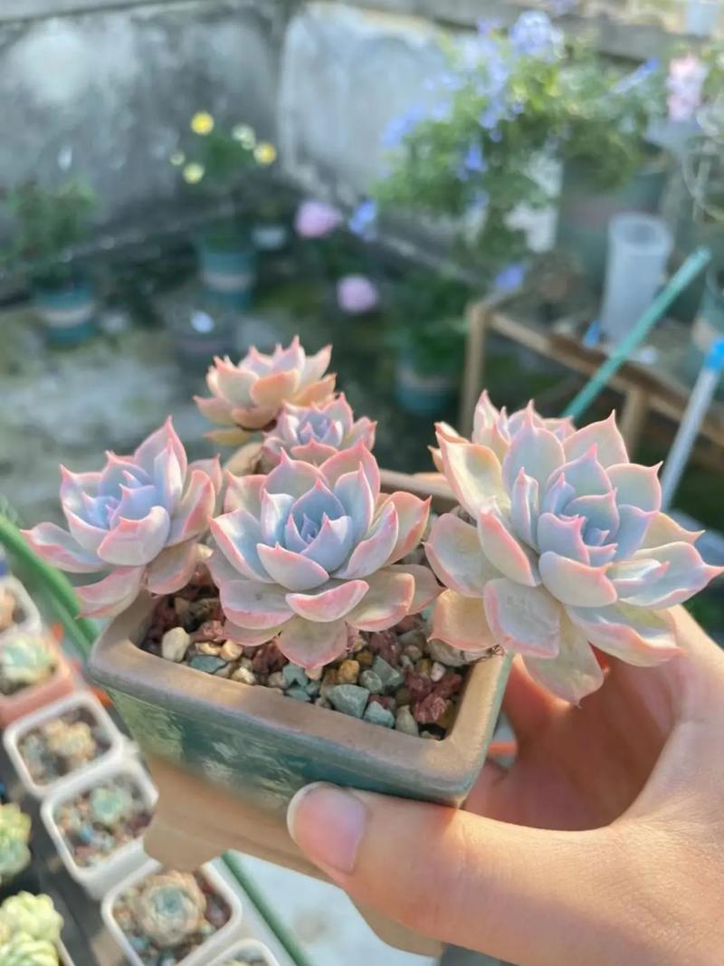 新买的蓝石莲怎么养，新买的蓝石莲怎么养殖-第4张图片-优品飞百科