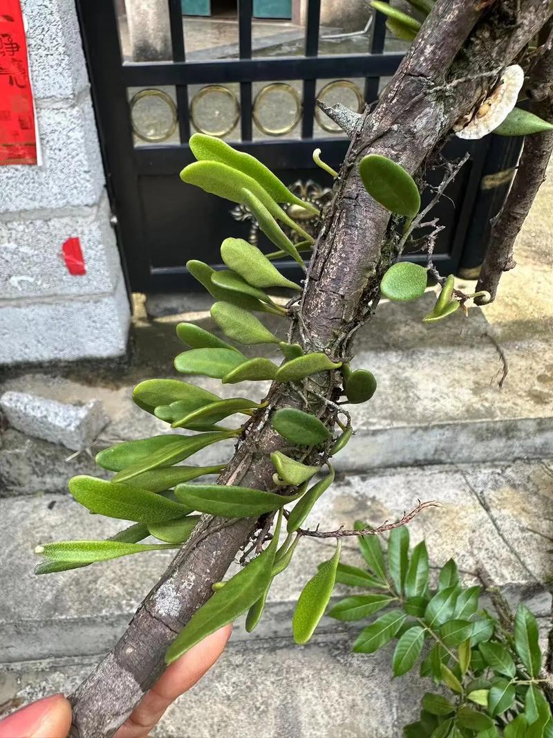 新买的蓝石莲怎么养，新买的蓝石莲怎么养殖-第5张图片-优品飞百科