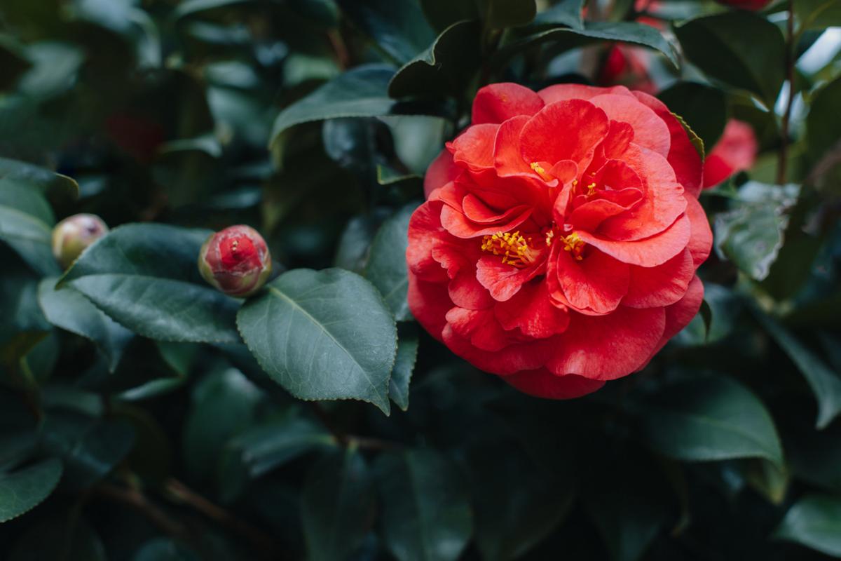 茶花对水分的要求，茶花对水的需求量大吗