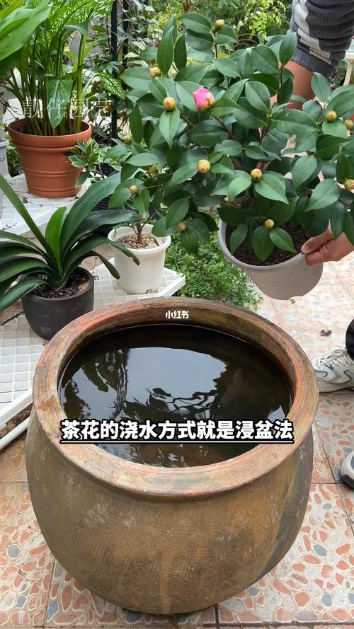 茶花对水分的要求，茶花对水的需求量大吗-第2张图片-优品飞百科
