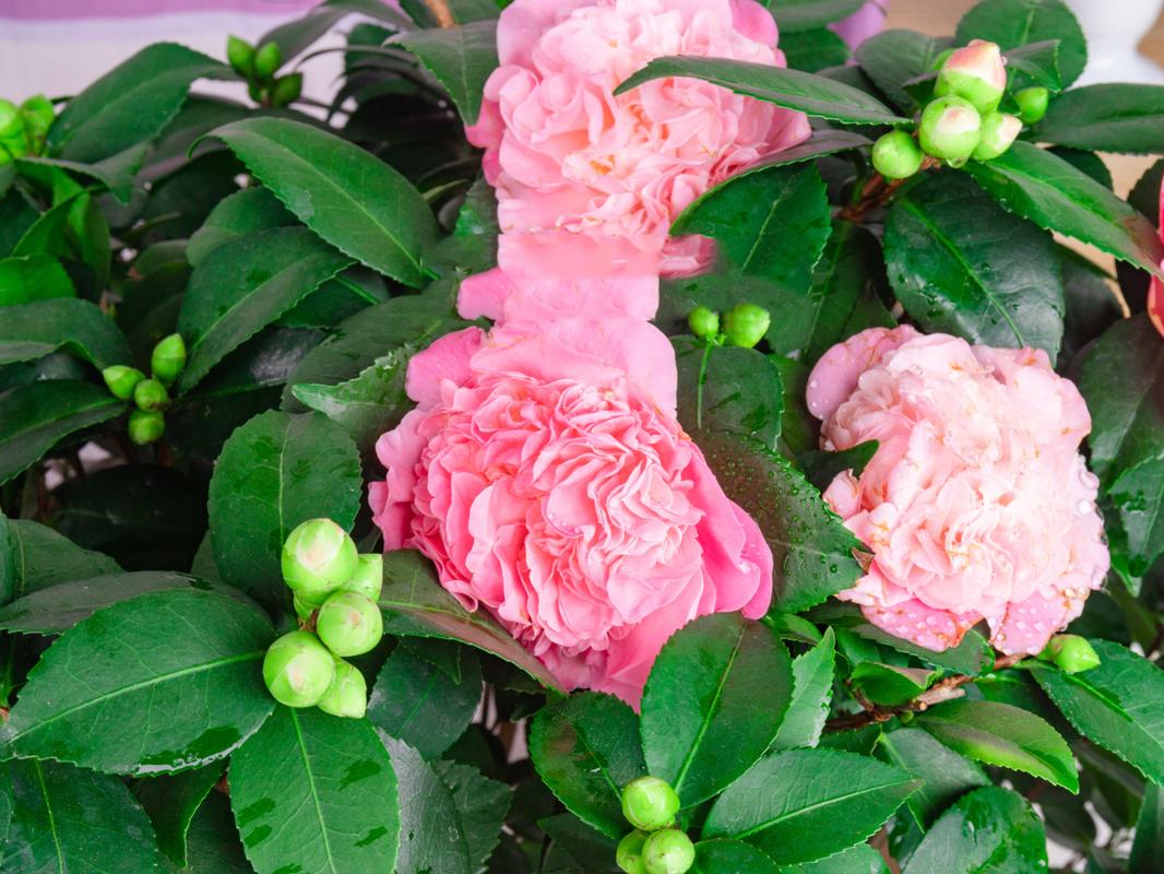 茶花对水分的要求，茶花对水的需求量大吗-第3张图片-优品飞百科