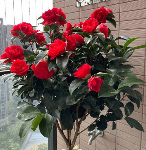 茶花对水分的要求，茶花对水的需求量大吗-第4张图片-优品飞百科