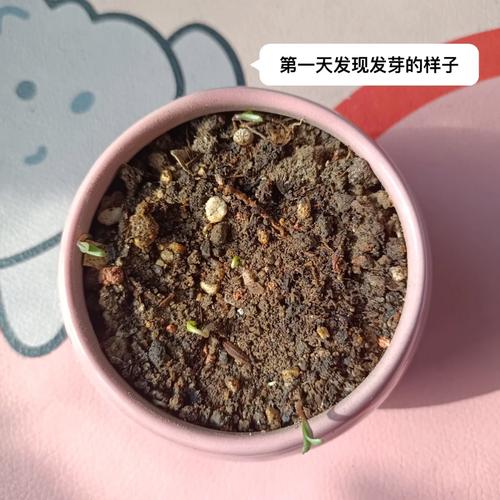 刚买回来的满天星几天后可以浇水，新种的满天星多久浇一次水